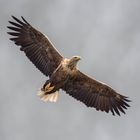 Seeadler im Trollfjord