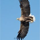 Seeadler im Überflug