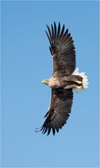 Seeadler im Überflug