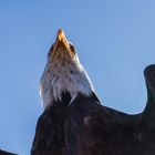 Seeadler im Überflug