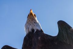 Seeadler im Überflug