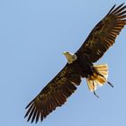 Seeadler im Überflug