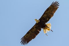 Seeadler im Überflug