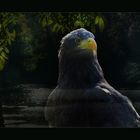 Seeadler im Visier - Teil 1 - Fantasy