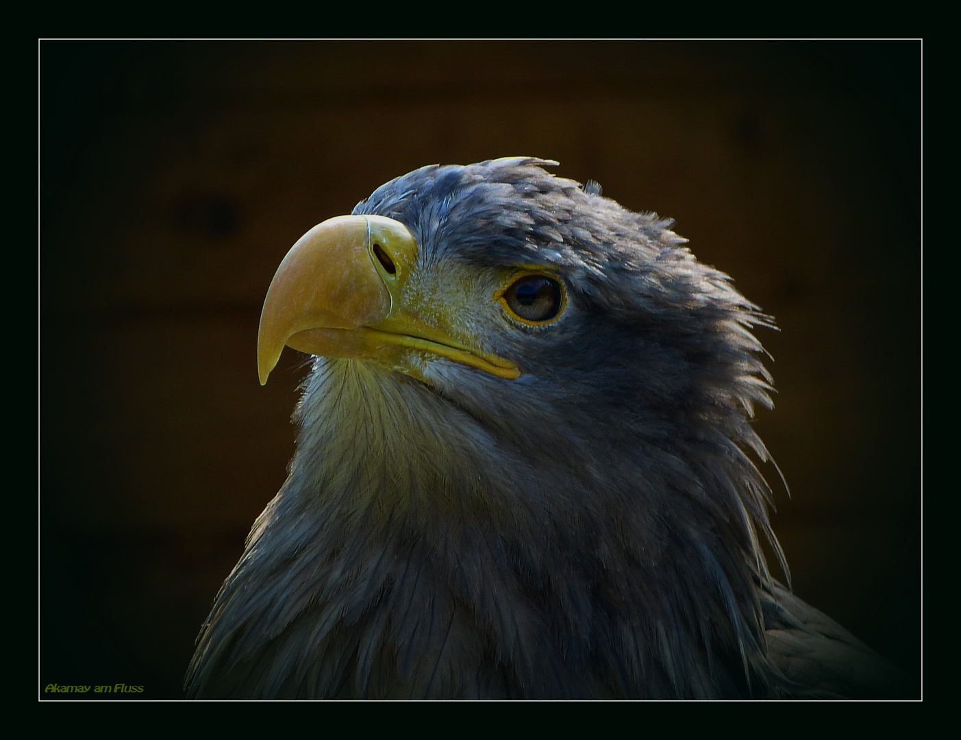 Seeadler im Visier - Teil 3