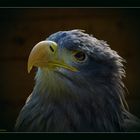 Seeadler im Visier - Teil 3