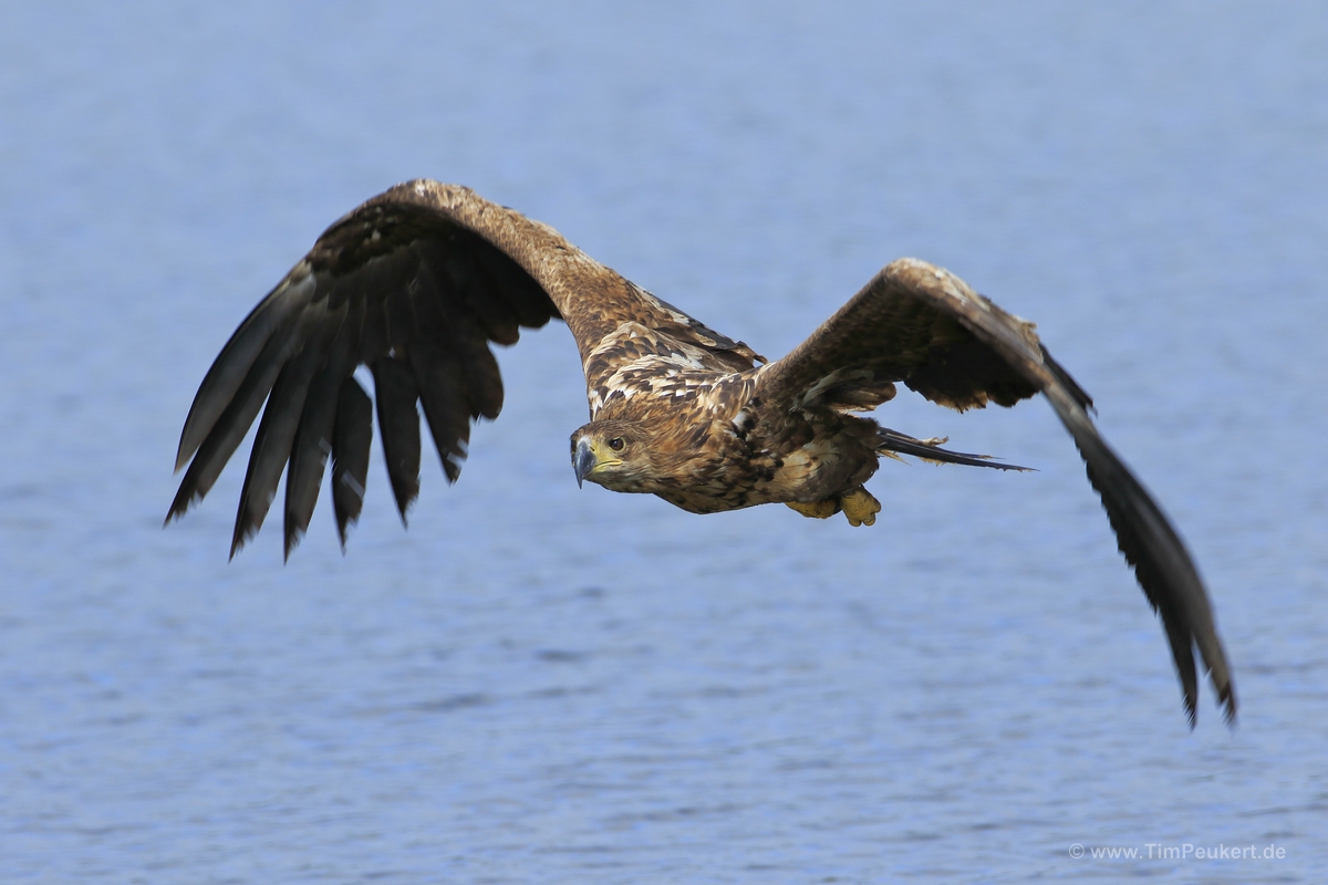 Seeadler im Vollformat