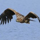 Seeadler im Vollformat