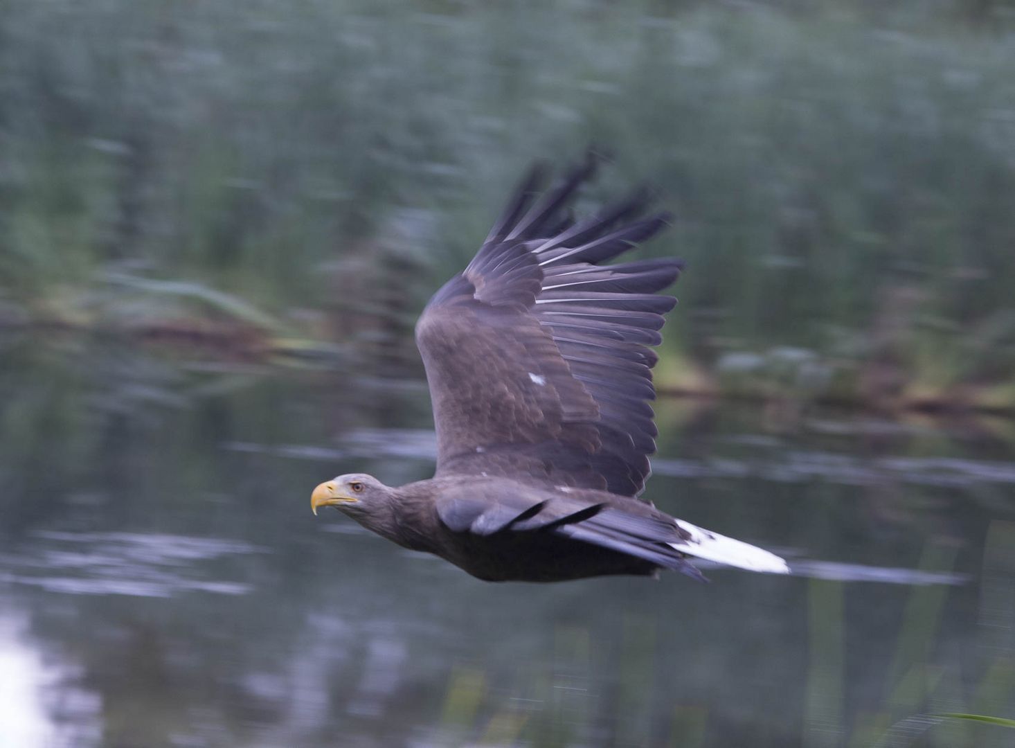 Seeadler im Vorbeiflug