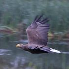 Seeadler im Vorbeiflug