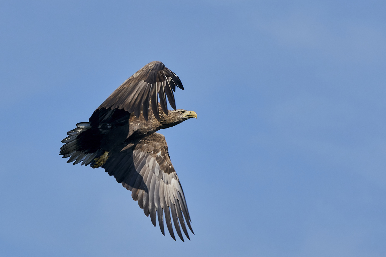  Seeadler im Vorbeiflug