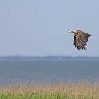 Seeadler im Vorbeiflug