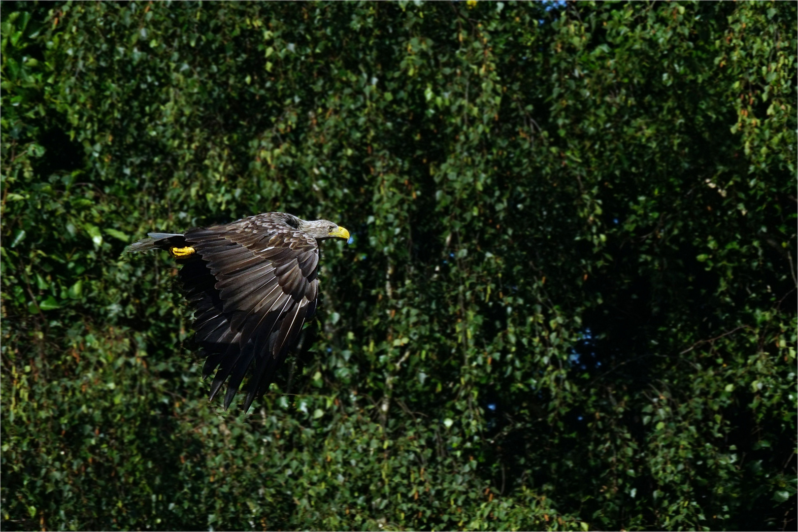 Seeadler im Vorbeiflug