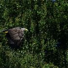 Seeadler im Vorbeiflug