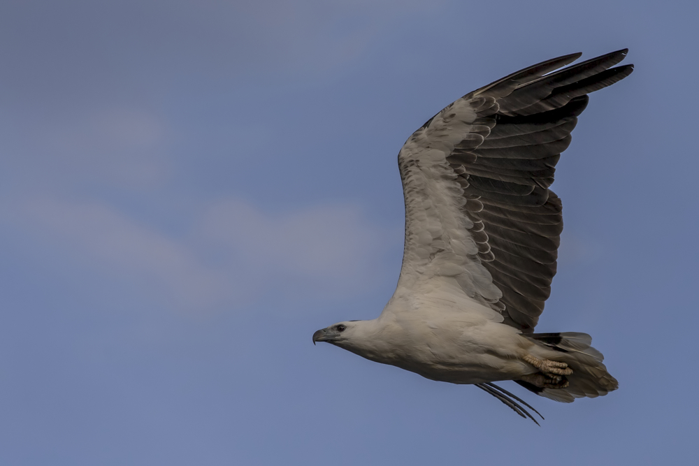 Seeadler im Vorbeiflug ...