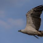 Seeadler im Vorbeiflug ...