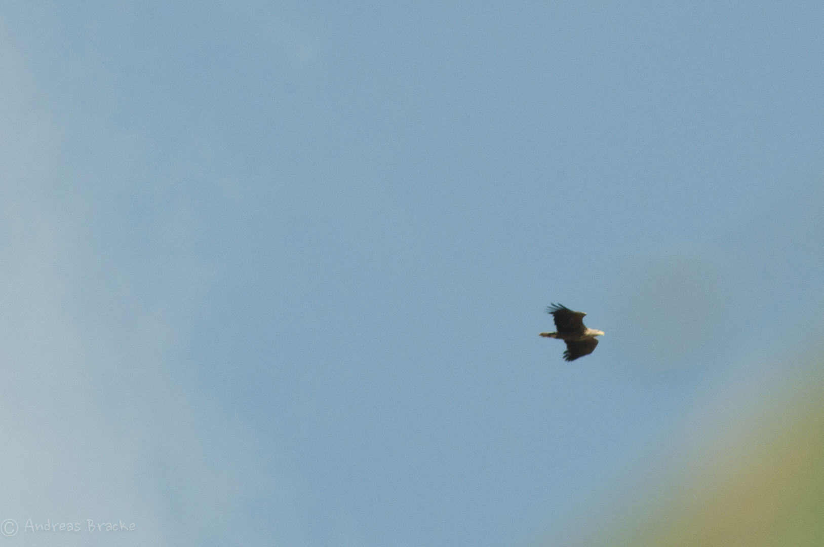 Seeadler im Vorbeiflug