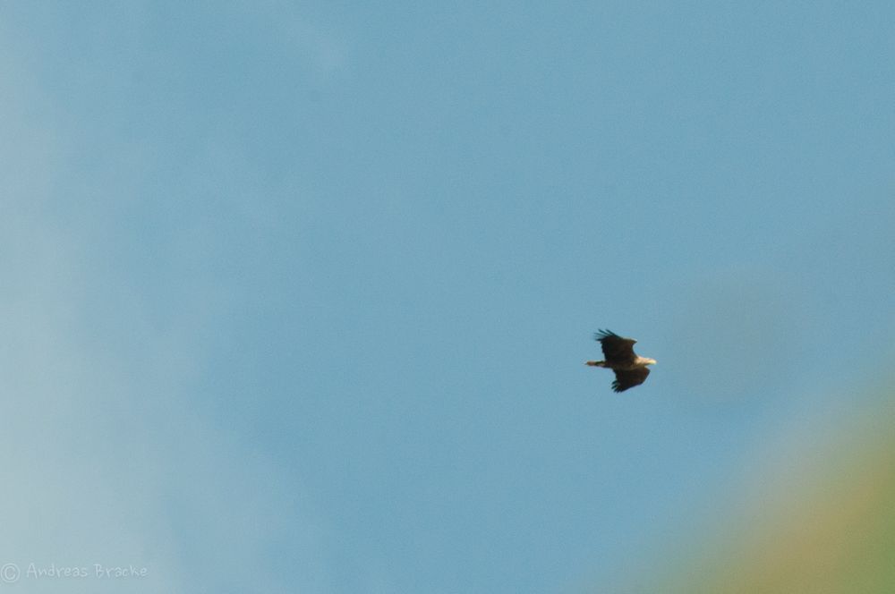 Seeadler im Vorbeiflug
