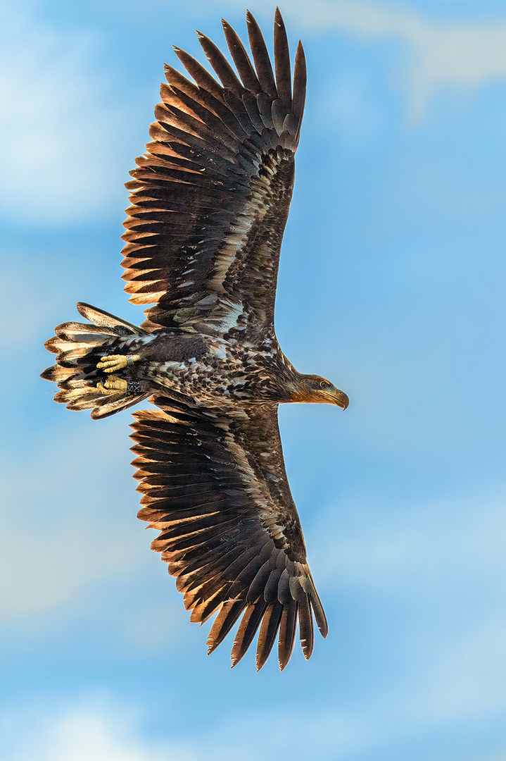 Seeadler im Vorbeiflug.