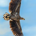 Seeadler im Vorbeiflug.