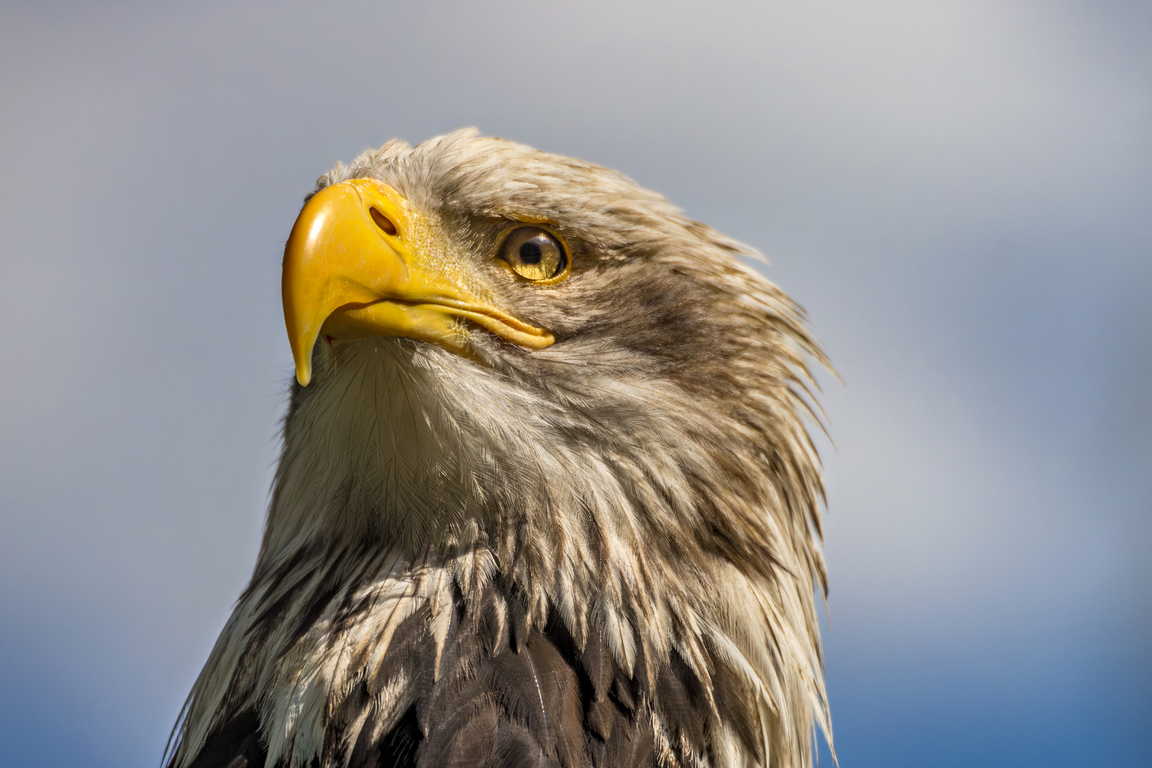 Seeadler im Wildpark Hellenthal