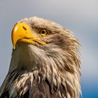 Seeadler im Wildpark Hellenthal