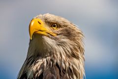 Seeadler im Wildpark Hellenthal