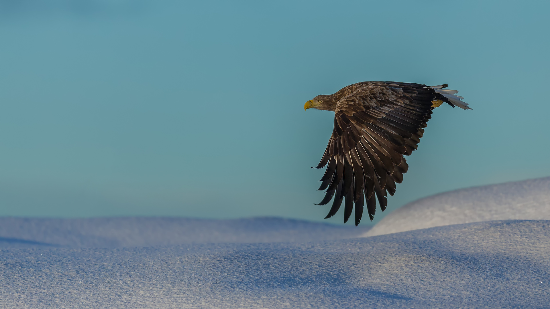 Seeadler im Winter