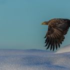 Seeadler im Winter