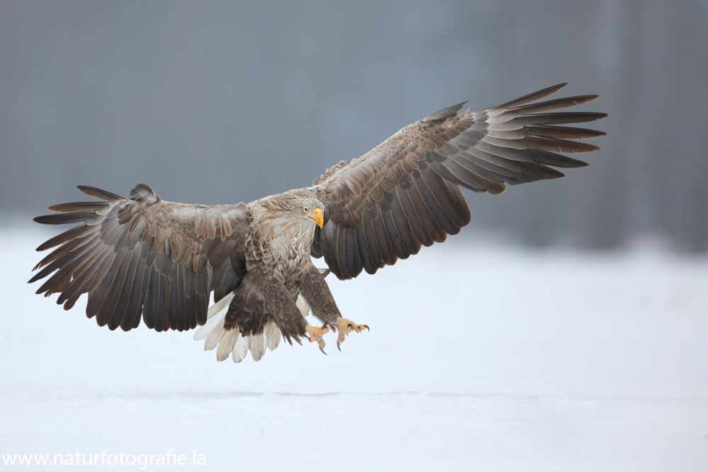 ~ Seeadler im Winter 2013 ~