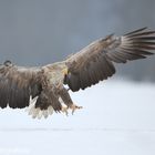 ~ Seeadler im Winter 2013 ~