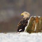 Seeadler im Winter