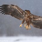 ~ Seeadler im Winter ~