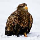 Seeadler im Winter