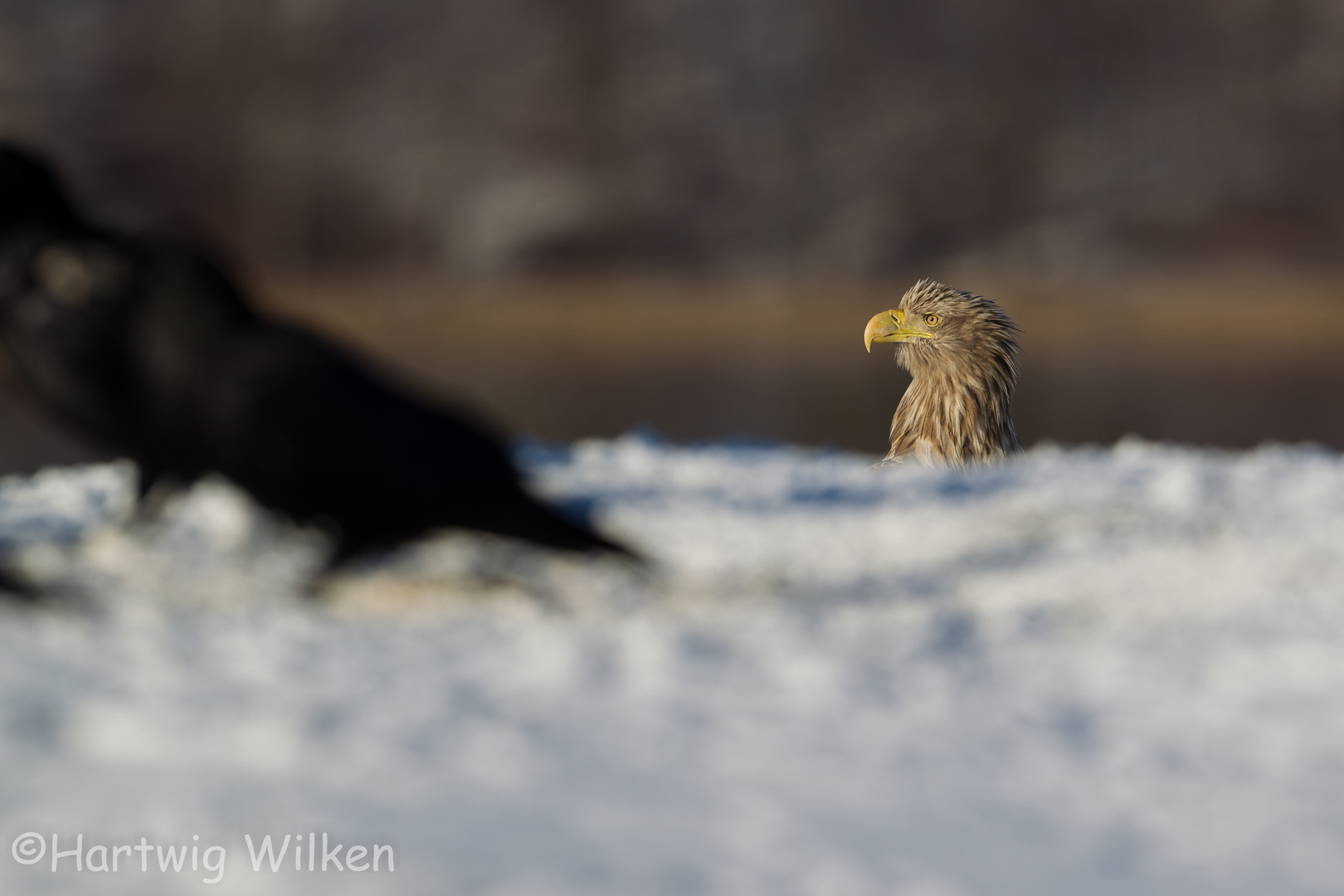 Seeadler im Winter - hinter einer Kuppe