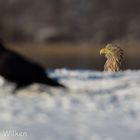 Seeadler im Winter - hinter einer Kuppe