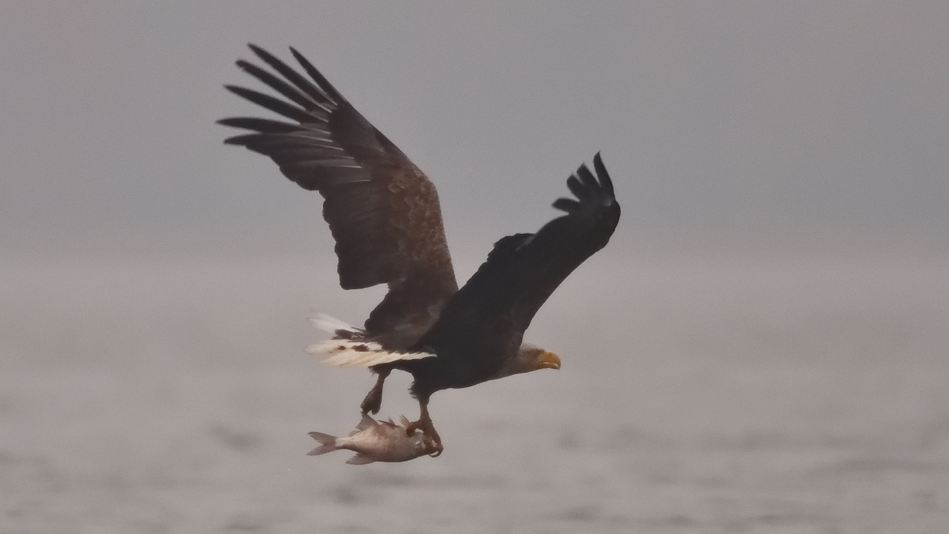 Seeadler,--im "winterlichen" Morgennebel!