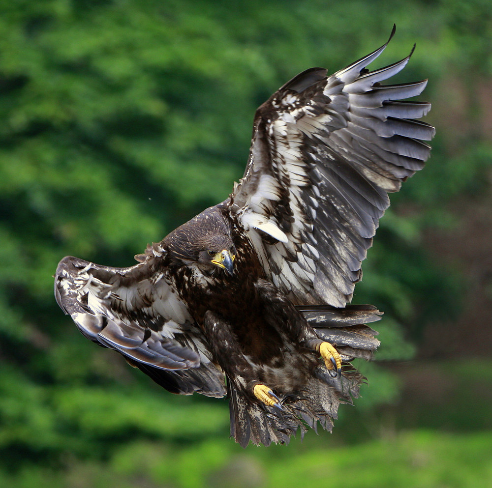 Seeadler imKurpfalzpark EBV