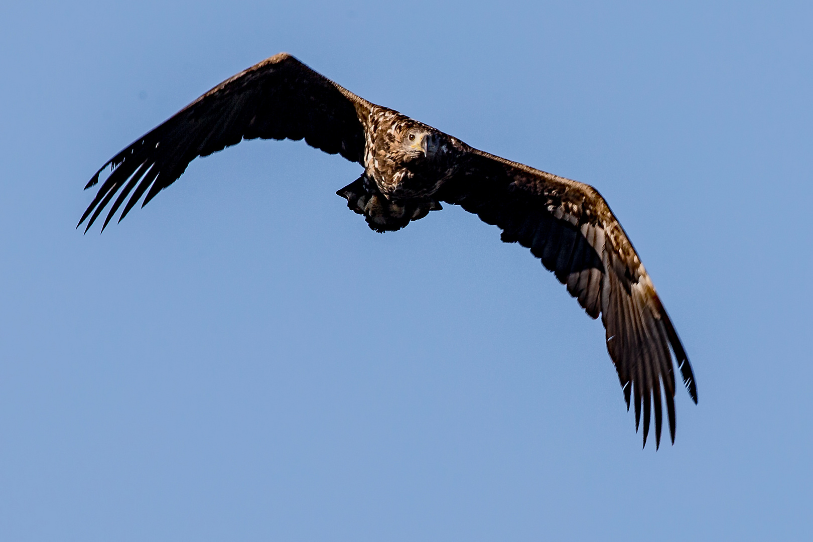 Seeadler immat. Anflug