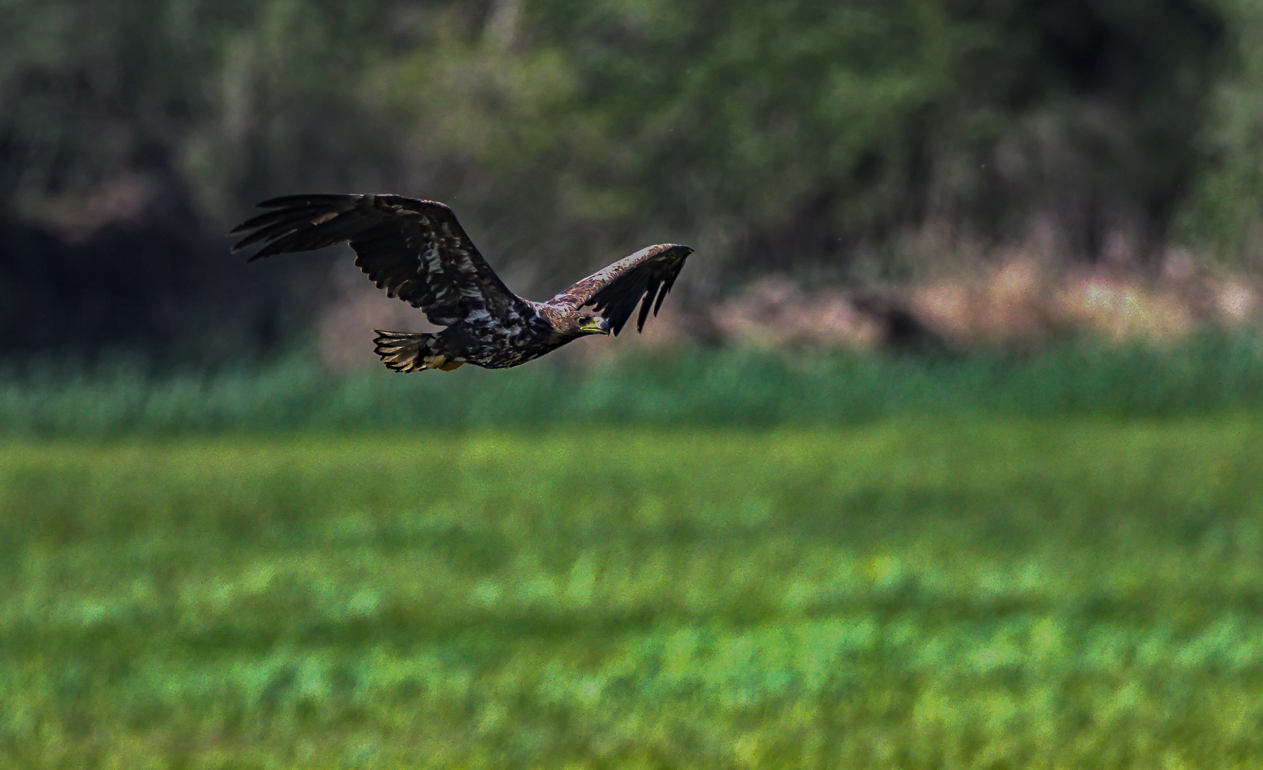 Seeadler-immat.-Tiefflug