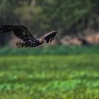 Seeadler-immat.-Tiefflug