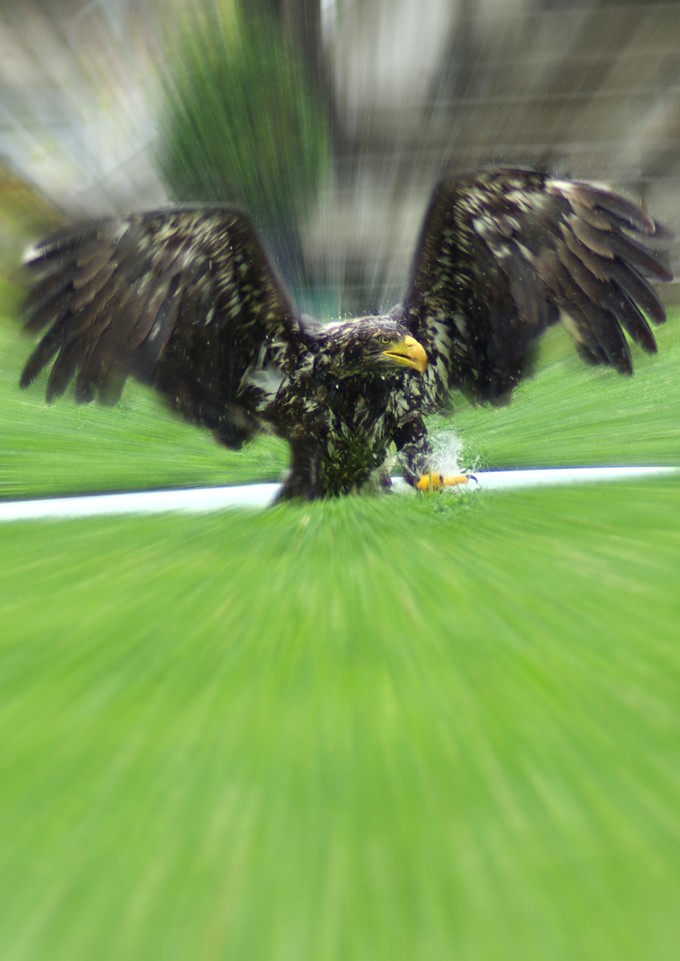 Seeadler in action