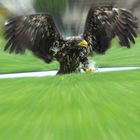 Seeadler in action