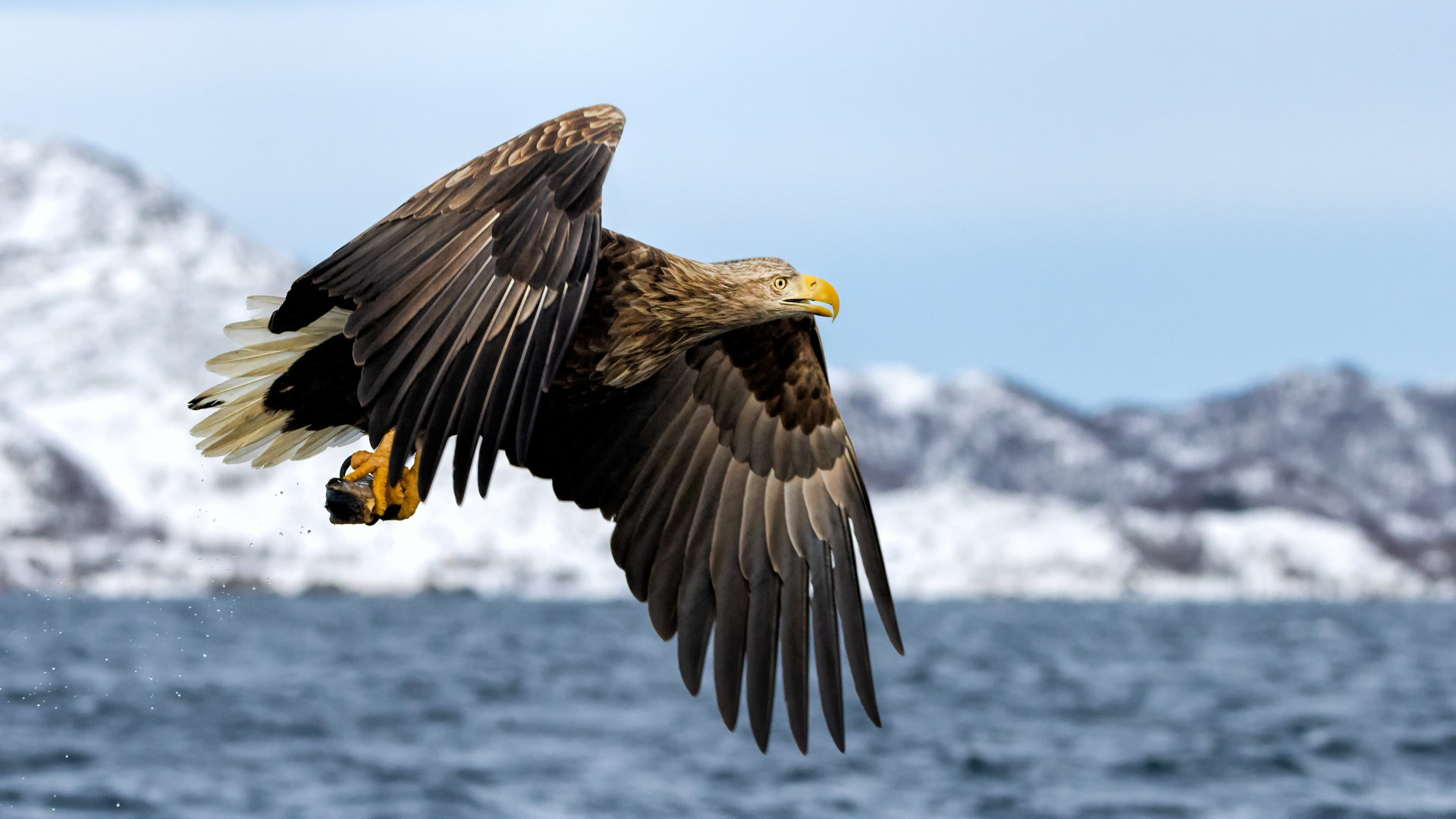 Seeadler in Aktion