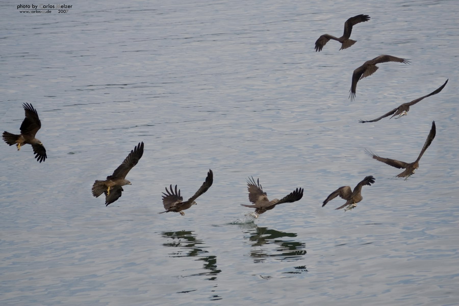 Seeadler in Aktion