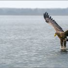 Seeadler in Aktion