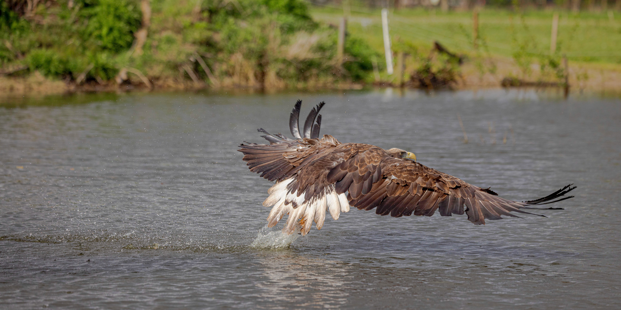 Seeadler in Aktion / White-tailed eagle in action