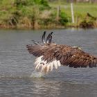 Seeadler in Aktion / White-tailed eagle in action