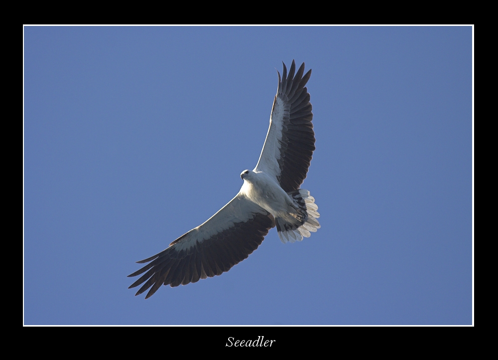 Seeadler in Australien