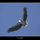 Seeadler in Australien